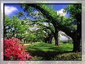 Park, Drzewa, Kwiatki