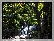 Park, Drzewa, Mostek