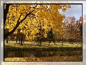Park, Drzewa, Rzeczka