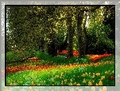 Park, Drzewa, Tulipany