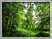 Park, Drzewa, Zieleń