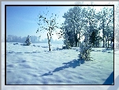 Pola, Drzewa, Zima