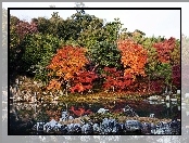 Drzewa, Japonia, Kyoto, Rzeka, Kolorowe