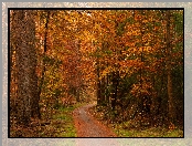 Jesień, Drzewa, Ścieżka, Las, Liście