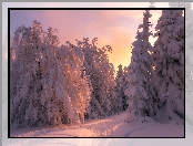 Drzewa, Zima, Śnieg, Zachód słońca, Ośnieżone