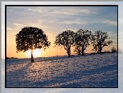 Śnieg, Słońce, Drzewa, Zachodzące