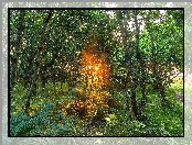 Drzewa, Przebijające światło, Paprocie
