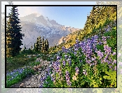 Drzewa, Stan Waszyngton, Łubin, Stany Zjednoczone, Kwiaty, Kamienie, Góry, Park Narodowy Mount Rainier