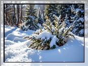 Gałązki, Iglaki, Zima, Drzewa, Śnieg, Ośnieżone, Las