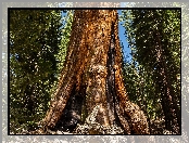 Las, Stan Kalifornia, Stany Zjednoczone, Sekwoja, Park Narodowy Redwood, Drzewa
