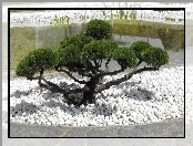 Drzewko, Bonsai