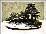 Drzewko, Bonsai