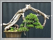 Drzewko, Bonsai