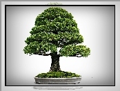 Drzewko, Bonsai