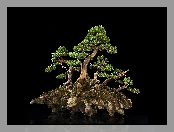 Drzewko, Tło, Bonsai, Ciemne