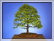 Drzewko bonsai