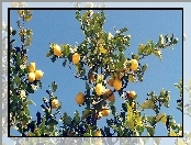 Drzewko, Cytrynowe