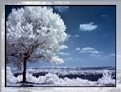 Białe, Drzewo, Jeziora
