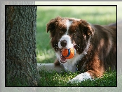 Drzewo, Piłeczka, Trawa, Border collie