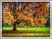 Jesień, Liście, Łąka, Drzewo