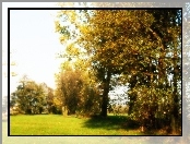 Jesień, Drzewo, łąka
