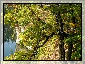 Jesień, Drzewo, Woda