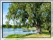 Jezioro, Drzewo, Zieleń