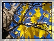 Drzewo, Liście, Klon, Żółte