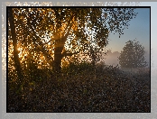 Mgła, Drzewo, Jesień, Liście, Przebijające światło, Poranek