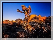 Park Narodowy Joshua Tree, Stany Zjednoczone, Drzewo Jozuego, Kalifornia