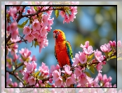 Kwiaty, Drzewo owocowe, Kolorowa, Papuga