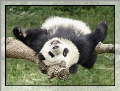 Panda, Drzewo, Leżakowanie