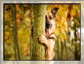 Pies, Drzewo, Jesień