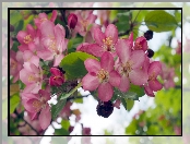 Różowe, Drzewo owocowe, Rozkwitnięte, Jabłoń, Gałązka, Kwiaty