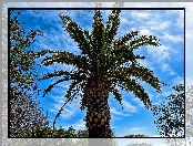 Drzewo, Niebo, Tropikalne, Palma