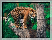 Tygrys, Drzewo, Konar