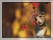 Jarzębiny, Chipmunk, Wiewiórka, Ziemna, Drzewo