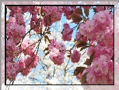 Drzewo owocowe, Kwiaty, Wiśnia japońska