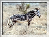 Zebra, drzewo, trawy