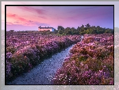 Dunwich, Droga, Anglia, Drzewa, Wrzosy, Kwiaty, Wrzosowisko, Domy, Hrabstwo Suffolk