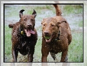 Dwa, mokre, Chesapeake Bay retrievery