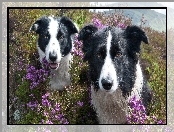 Dwa, Kwiaty, Psy, Border Collie