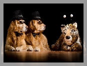 Dwa, Maskotka, Psy, Golden retriever