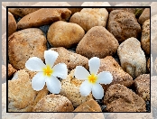 Dwa, Kamienie, Kwiaty, Plumeria