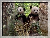Dwa, Drzewa, Misie, Panda