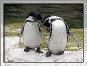 Dwa, Pingwiny