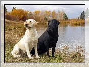 Dwa, Jezioro, Psy, Labradory