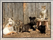 Dwa, Koty, Psy, Cztery