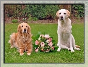 Labrador retriever, Psy, Dwa, Róż, Golden retriever, Bukiet
