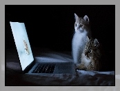 Dwa, Laptop, Słodkie, Kotki